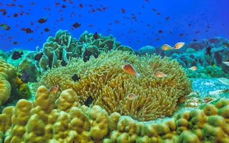 Image de poissons clowns et autres poissons près des anémones et des coraux en Thaïlande