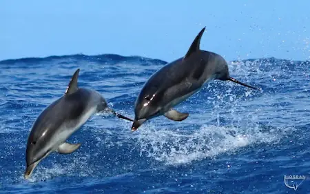 Deux dauphins en liberté sautant joyeusement hors de l'eau