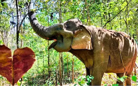 Un éléphant debout dans les bois avec une feuille en forme de cœur.