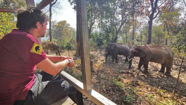 Guillaume regardant des éléphants depuis une terrasse en bois.