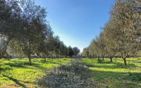 Des rangées d'oliviers dans une oliveraie