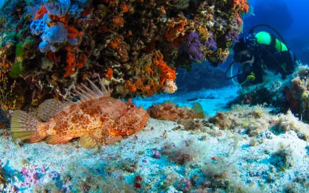 Un poisson coloré dans du corail et un plongeur qui l'observe