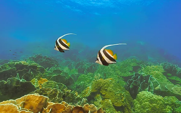Deux poissons papillons nagent gracieusement au-dessus des coraux dans la mer de Thaïlande, dans le parc naturel de Koh Chang.