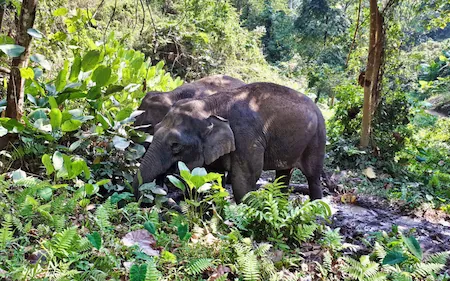 Image de deux éléphants dans la jungle de Thaïlande lors d'un trek